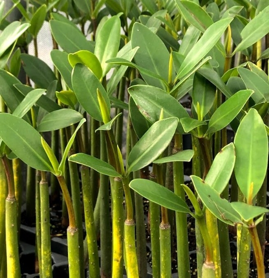 Picture of PLANT- MANGROVE, RED