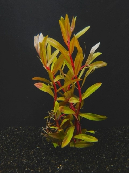 Picture of PLANT-NESAEA, GOLDEN