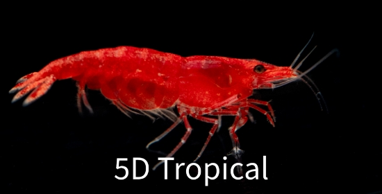 Picture of SHRIMP-TANGERINE 
