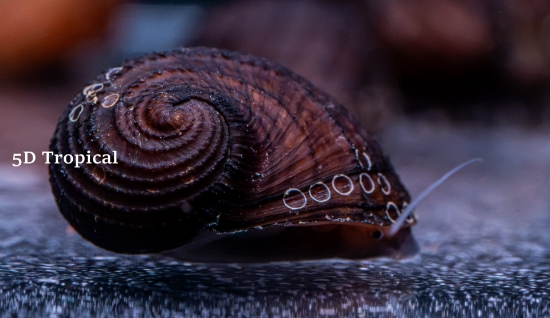 Picture of FRUIT SNAIL(NO GA)       