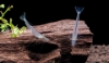 Picture of PINOCCHIO SHRIMP-W.W.    