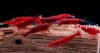 Picture of SHRIMP-BLOODY MARY SHRMP