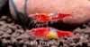 Picture of ORANGE RILI SHRIMP-      