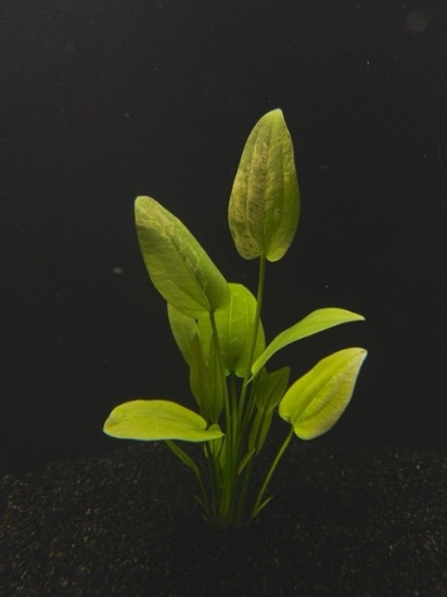 Picture of PLANT- MARBLE QUEEN LG