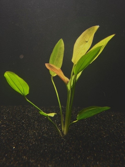 Picture of PLANT-ORIENTAL XL