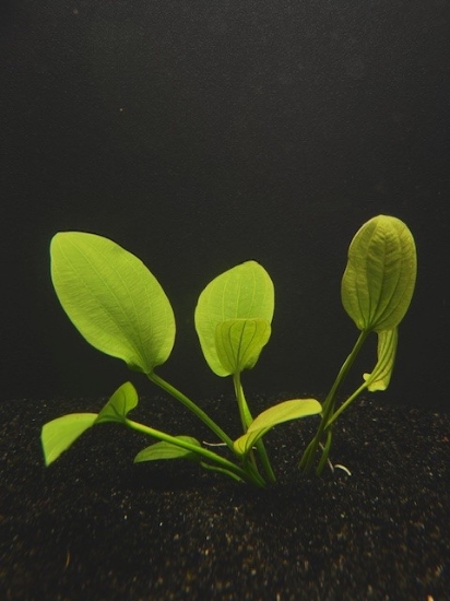 Picture of PLANT- RADICAN XL