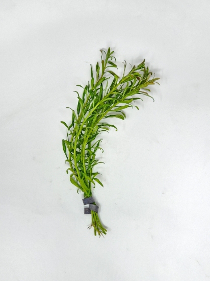 Picture of PLANT-ROTALA RED CROSS