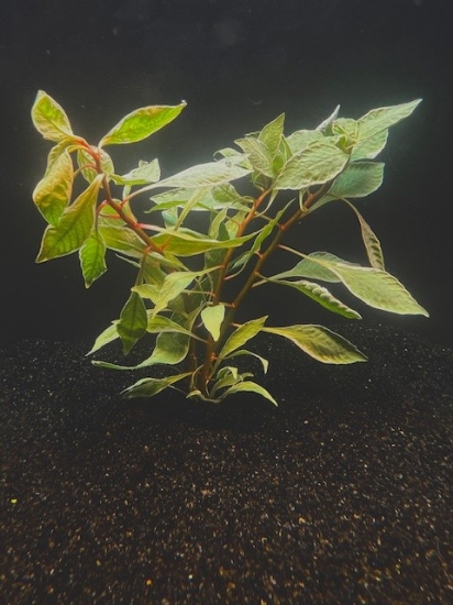 Picture of PLANT-LUDWIGIA, WHITE