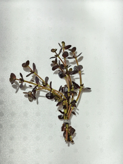 Picture of PLANT-BACOPA PURPLE