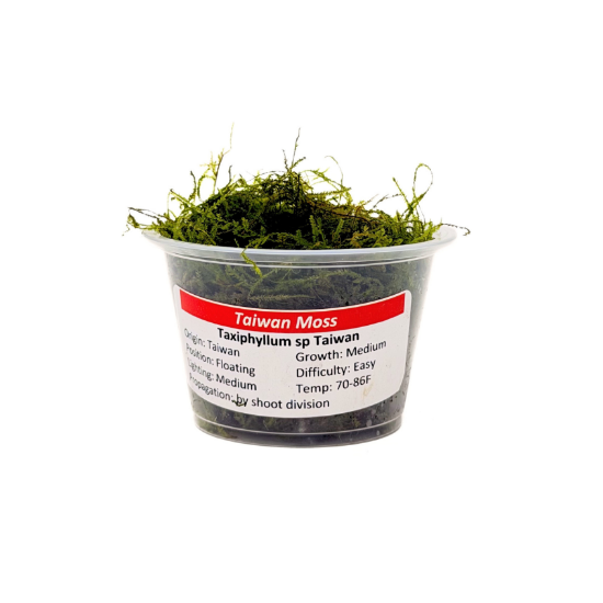Picture of PLANT-TAIWAN MOSS PORTION