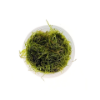 Picture of PLANT-TAIWAN MOSS PORTION