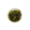 Picture of PLANT-WEEPING MOSS PORTION