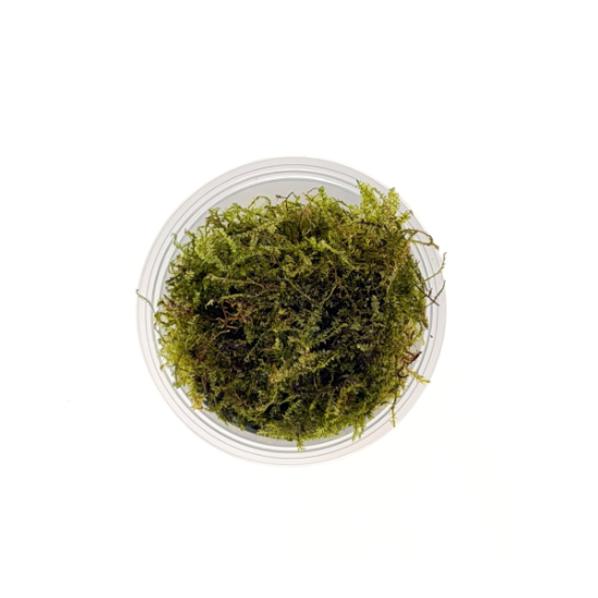 Picture of PLANT-WEEPING MOSS PORTION