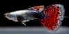 Picture of BLACK KOI GUPPY