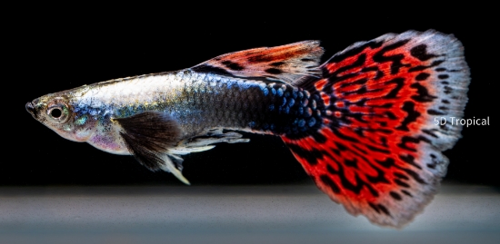 Picture of BLACK KOI GUPPY