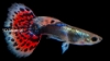 Picture of BLACK KOI GUPPY