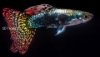 Picture of BLACK KOI GUPPY