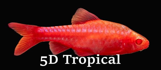Picture of BARB-ALBINO CHERRY 