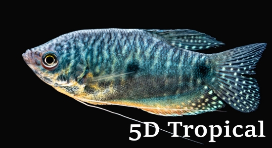 Picture of GOURAMI-BLUE               