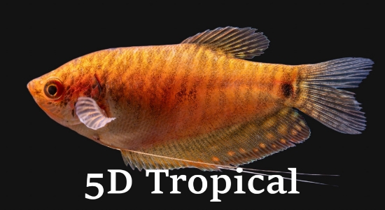 Picture of GOURAMI-GOLD (FL)        