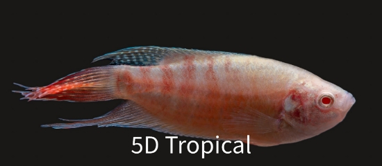 Picture of GOURAMI-ALBINO PARADISE LG        