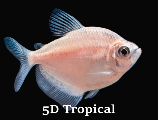 Picture of TETRA-WHITE SKIRT (WHITE WIDOW)              