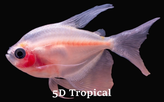 Picture of TETRA-LF BLUSH WHITE (WHITE WIDOW)   
