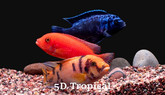 Picture of AFRICAN MBUNA-ASSORTED LG-          