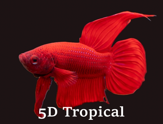 Picture of BETTA-MALE ASSORTED COLORS              