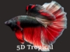 Picture of BETTA-HALFMOON MALE       