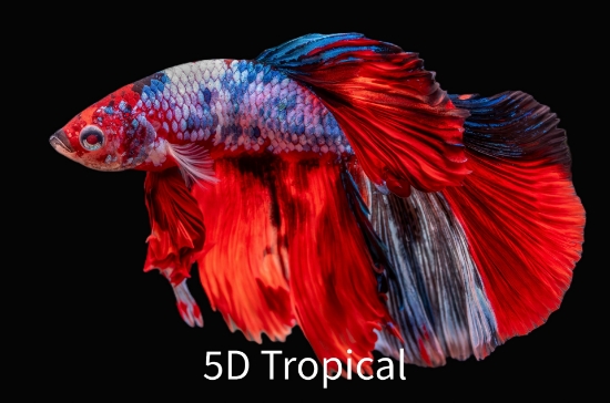 Picture of KOI HALFMOON MALE BETTA  