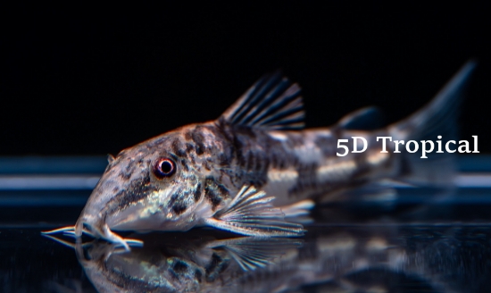 Picture of CORYDORAS-BARBATUS     