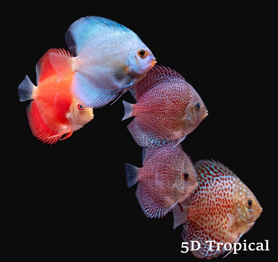 Picture of ASST DISCUS 2-2.5"(SRI LA