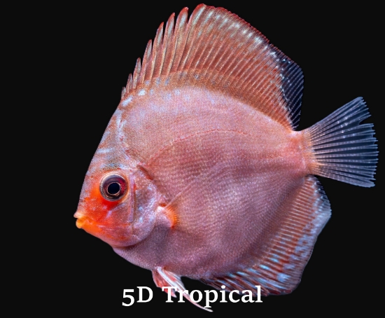 Picture of DISCUS-RED TURQUOISE 2-2.5" SINGAPORE