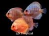 Picture of ASST DISCUS 2"(BG)WW     