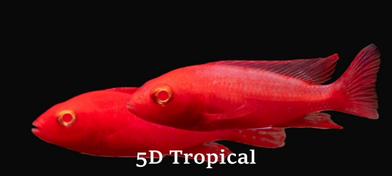 Picture of AFRICAN PEACOCK STRAWBERRY REG     