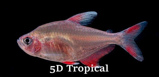 Picture of TETRA-CANDY CANE HY511 