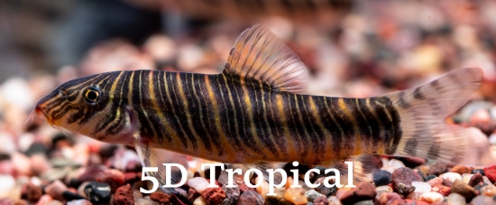 Picture of LOACH-ZEBRA-BOTIA STRIATA       