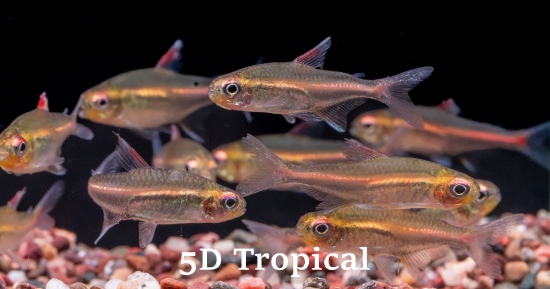 Picture of TETRA-GLO LITE TETRA (FL)      