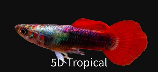Picture of GUPPY-RED TUX MALE      