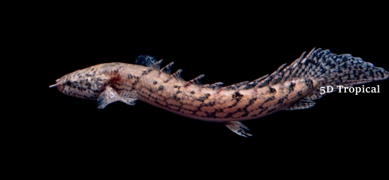 Picture of AFRICAN FISH- BICHIR(DELHEZI)-         