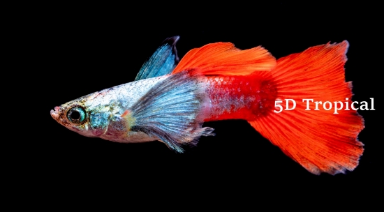 Picture of GUPPY-DUMBO BUTTERFLY