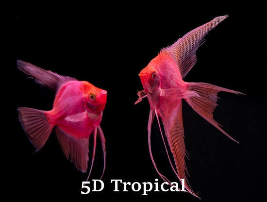 Picture of GLOFISH-STARFIRE RD(R) ANGEL  LGE
