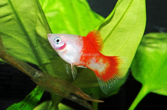 Picture of PLATY- MARIGOLD PLATY
