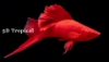 Picture of SWORDTAILS-RED FIRECRACKER (IMPORT)   