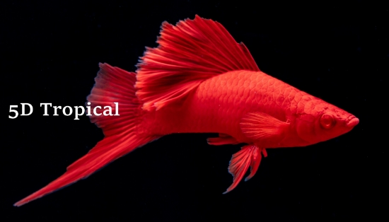 Picture of SWORDTAILS-RED FIRECRACKER (IMPORT)   