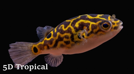 Picture of PUFFER EIGHT-(FW)        