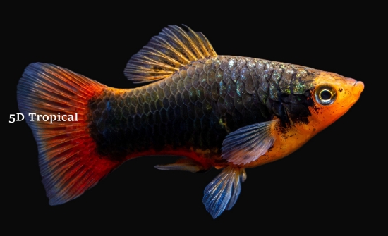 Picture of PLATY-GREEN LATERN 