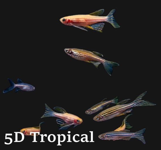 Picture of DANIO-ASSORTED LONGFIN       