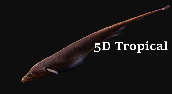 Picture of SOUTH AMERICAN FISH-BROWN GHOST KNIFE    